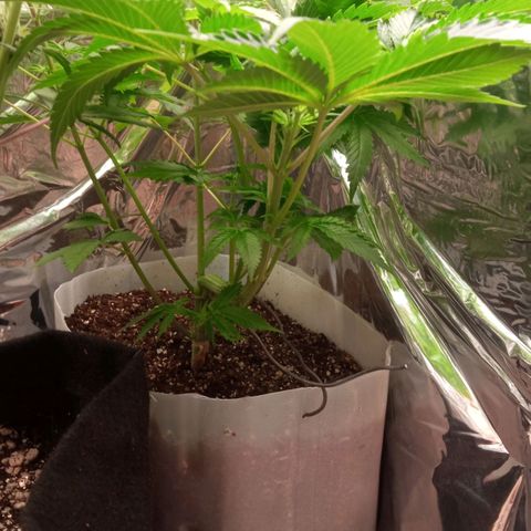 Zombie Kush growlog timeline photo