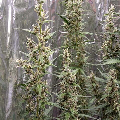 BlackberryKush growlog timeline photo