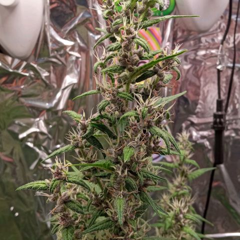 BlackberryKush growlog timeline photo