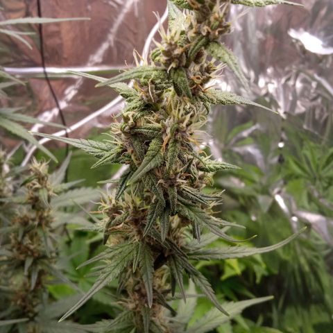 BlackberryKush growlog timeline photo