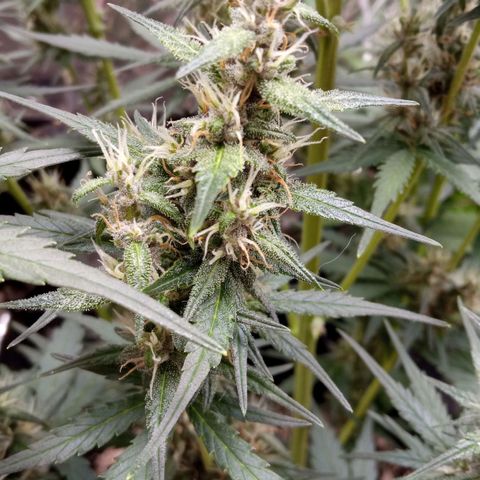 BlackberryKush growlog timeline photo