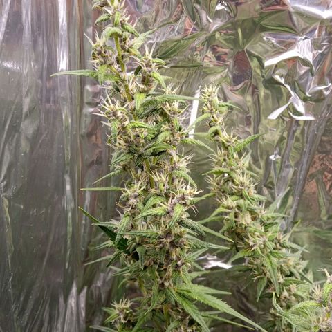 BlackberryKush growlog timeline photo