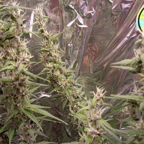 BlackberryKush growlog timeline photo
