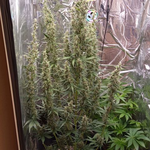 BlackberryKush growlog timeline photo