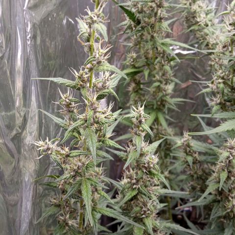 BlackberryKush growlog timeline photo