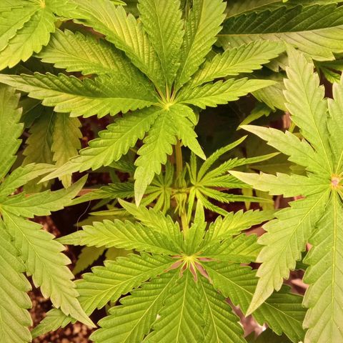 Zombie Kush growlog timeline photo