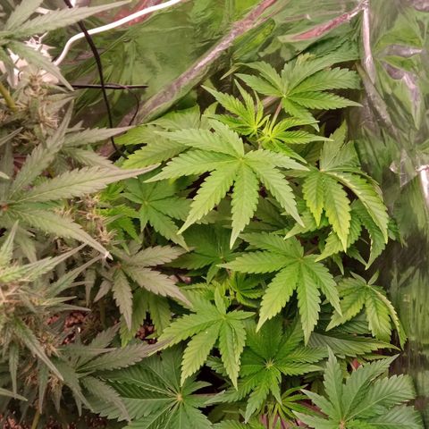 Zombie Kush growlog timeline photo