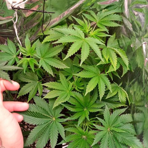 Zombie Kush growlog timeline photo