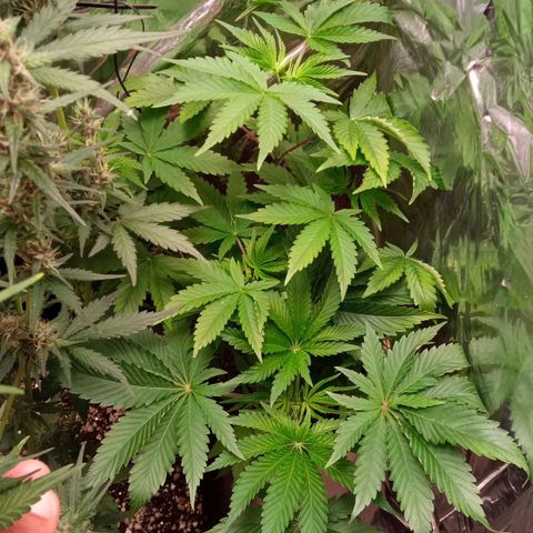 Zombie Kush growlog timeline photo