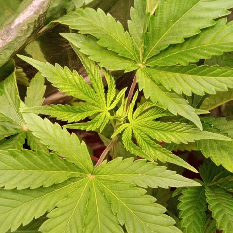 Zombie Kush growlog timeline photo