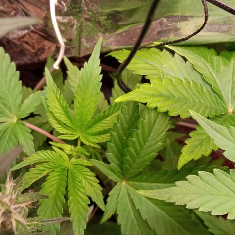 Zombie Kush growlog timeline photo