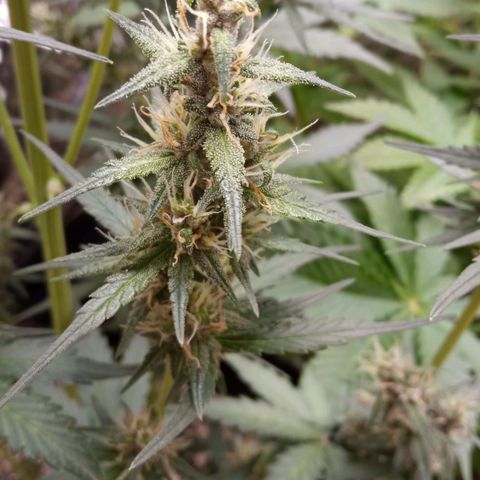 BlackberryKush growlog timeline photo
