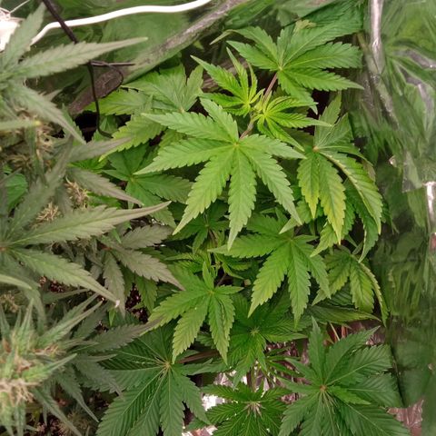 Zombie Kush growlog timeline photo