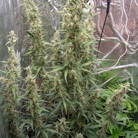 BlackberryKush growlog timeline photo