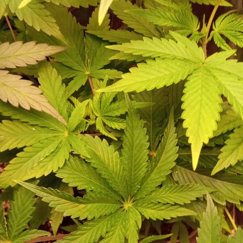 Zombie Kush growlog timeline photo