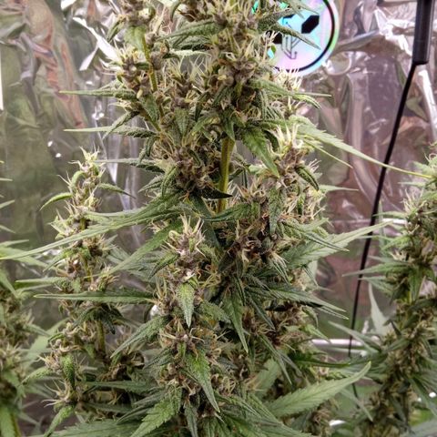 BlackberryKush growlog timeline photo