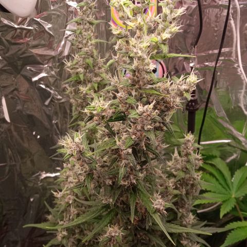 BlackberryKush growlog timeline photo