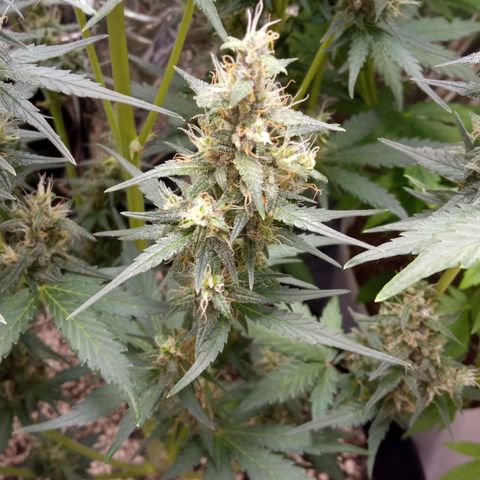 BlackberryKush growlog timeline photo