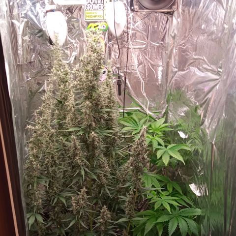 BlackberryKush growlog timeline photo