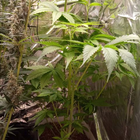 Zombie Kush growlog timeline photo
