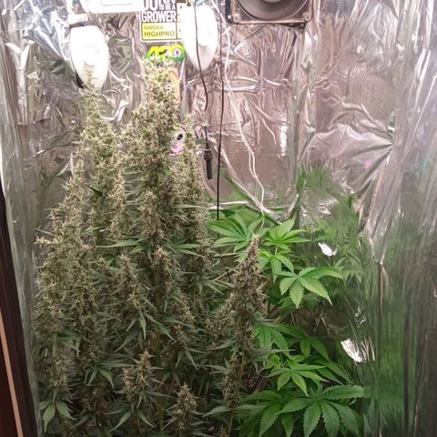 Zombie Kush growlog timeline photo