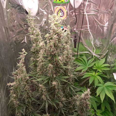 BlackberryKush growlog timeline photo