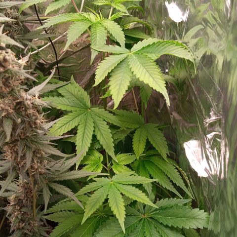 Zombie Kush growlog timeline photo