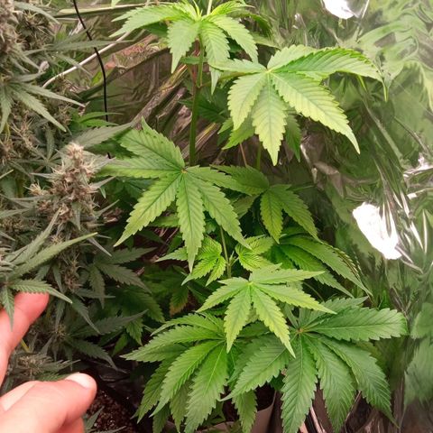Zombie Kush growlog timeline photo