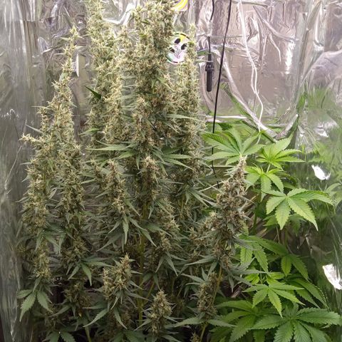 BlackberryKush growlog timeline photo