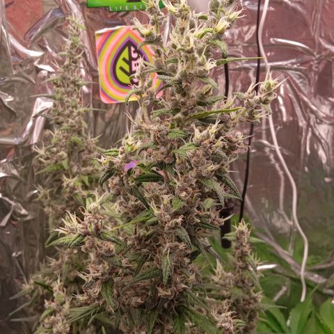 BlackberryKush growlog timeline photo
