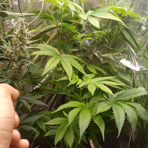 Zombie Kush growlog timeline photo