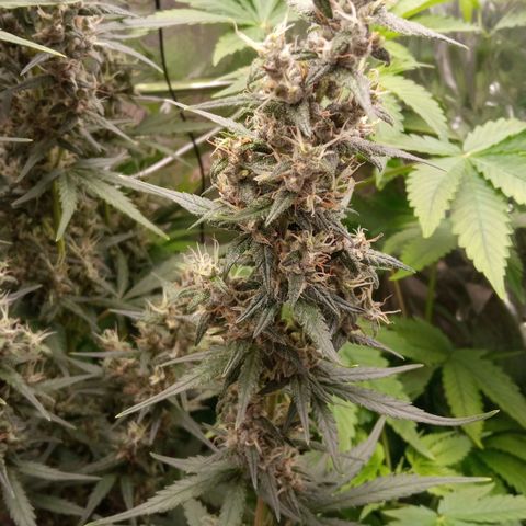 BlackberryKush growlog timeline photo