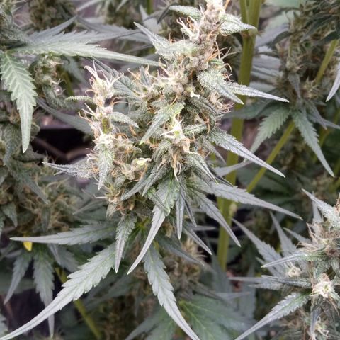 BlackberryKush growlog timeline photo