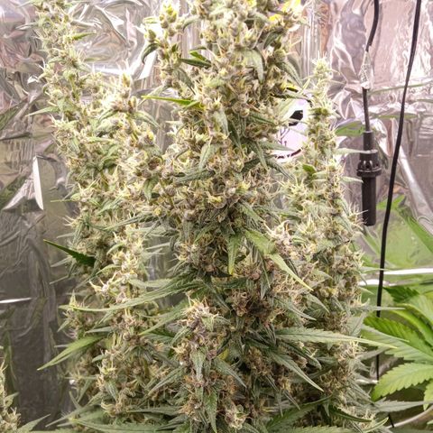 BlackberryKush growlog timeline photo