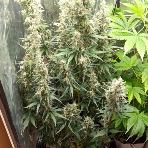 BlackberryKush growlog timeline photo