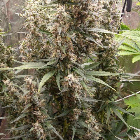 BlackberryKush growlog timeline photo