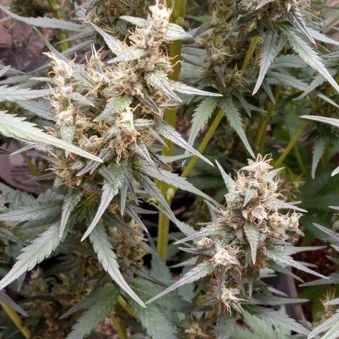 BlackberryKush growlog timeline photo