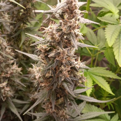 BlackberryKush growlog timeline photo
