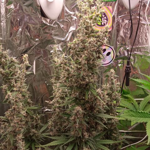 BlackberryKush growlog timeline photo