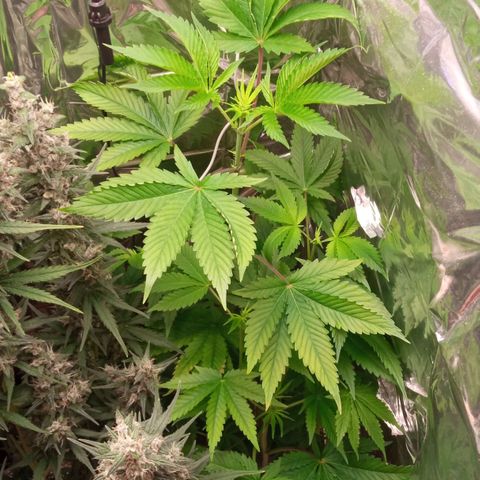 Zombie Kush growlog timeline photo