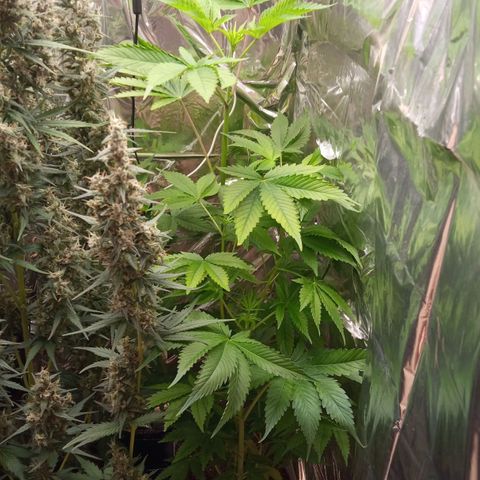 Zombie Kush growlog timeline photo