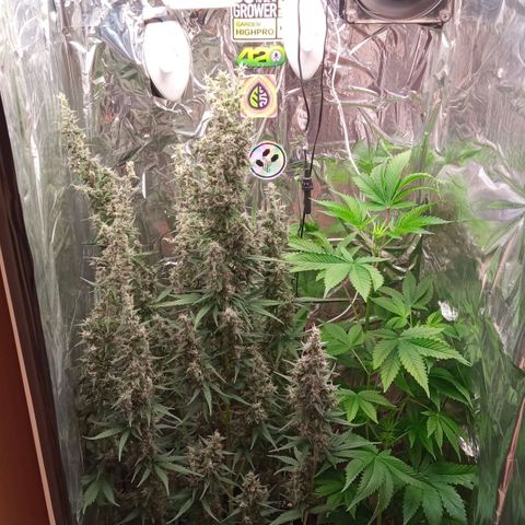 Zombie Kush growlog timeline photo