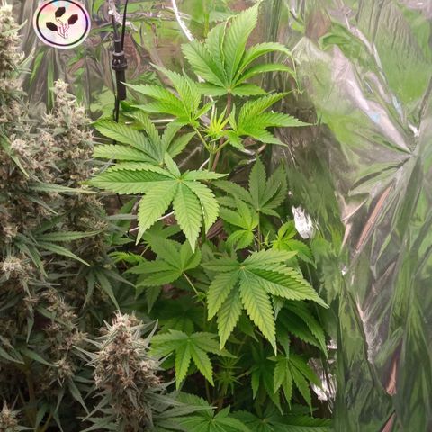 Zombie Kush growlog timeline photo