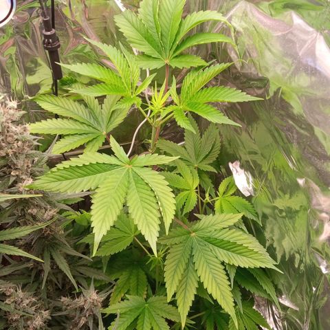 Zombie Kush growlog timeline photo