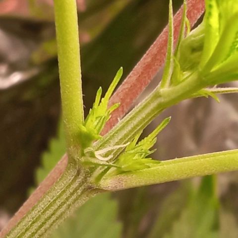Zombie Kush growlog timeline photo