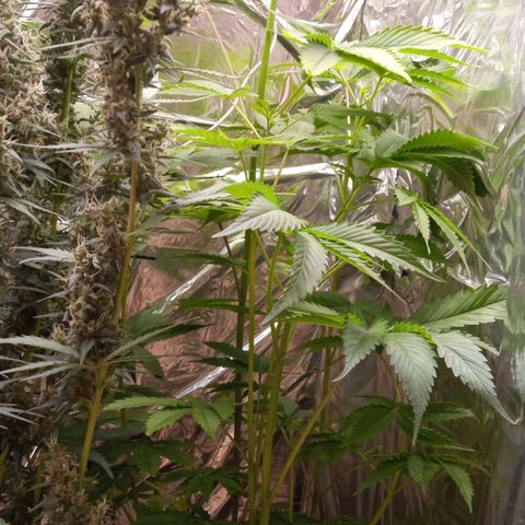 Zombie Kush growlog timeline photo