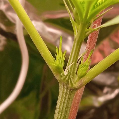 Zombie Kush growlog timeline photo