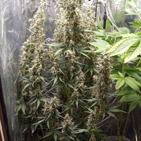 BlackberryKush growlog timeline photo