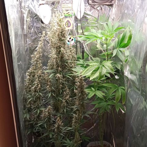 BlackberryKush growlog timeline photo