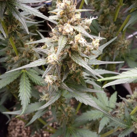 BlackberryKush growlog timeline photo